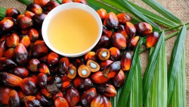 Olio di palma caratteristiche – Cos’è e come si ottiene