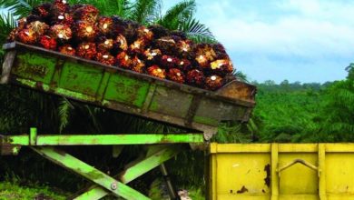 Olio di palma import export – Olio di palma: chi lo produce