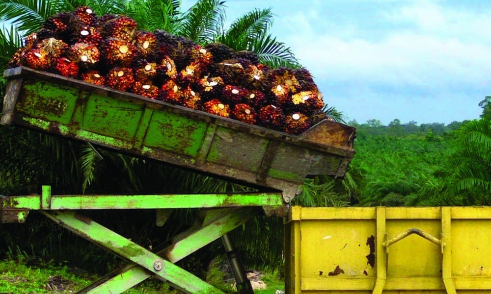 Olio di palma import export – Olio di palma: chi lo produce