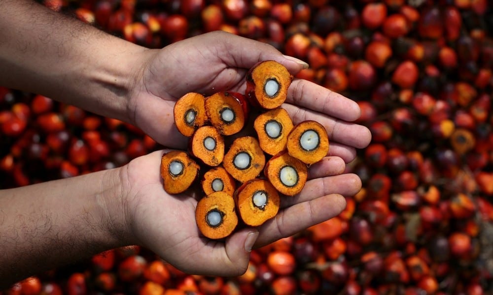 Olio di palma e alimentazione – Olio di palma e salute