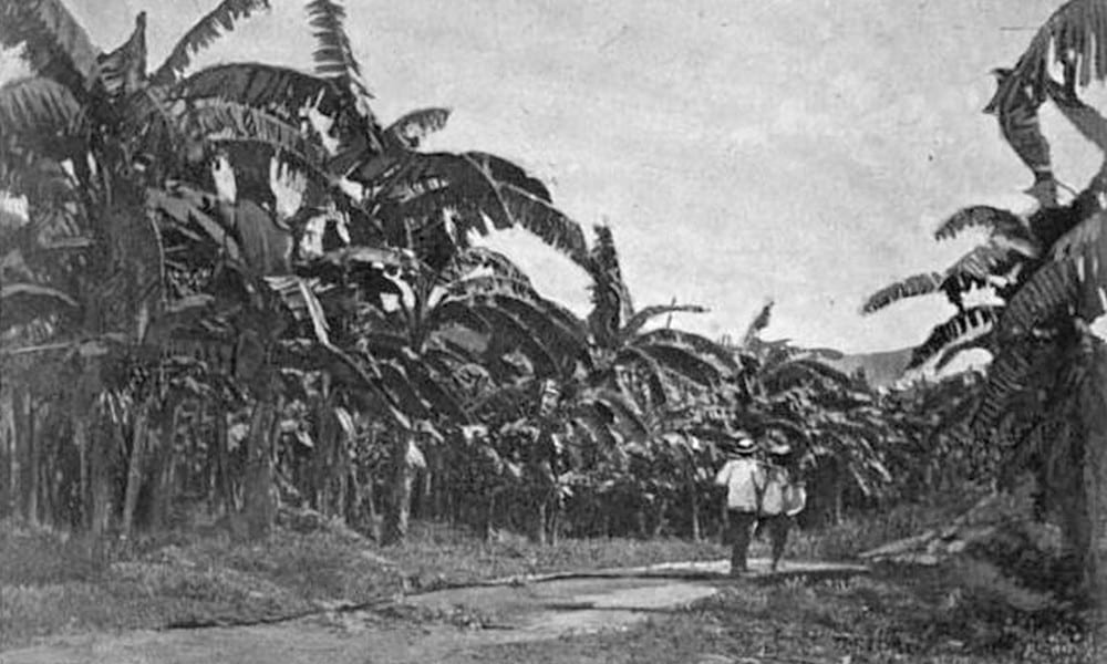 Olio di palma e cenni storici – la produzione nella storia