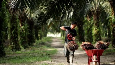 Olio di palma e ambiente – Olio di palma sostenibile