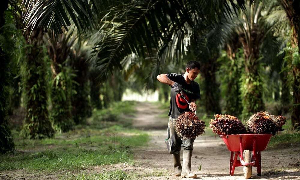 Olio di palma e ambiente – Olio di palma sostenibile