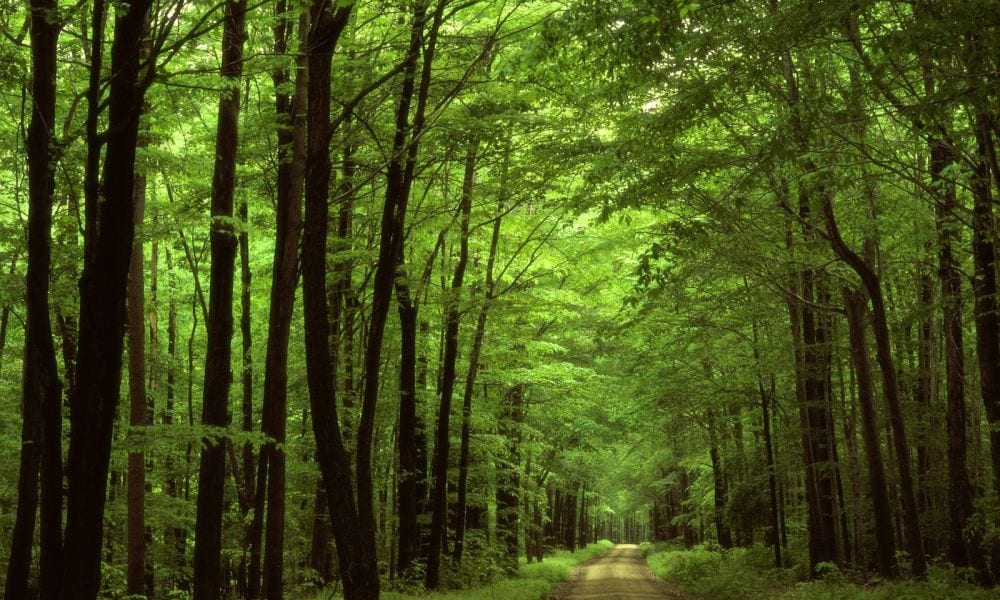 Da Matteo a Rocco: il viaggio di Filomena dalla politica al porno