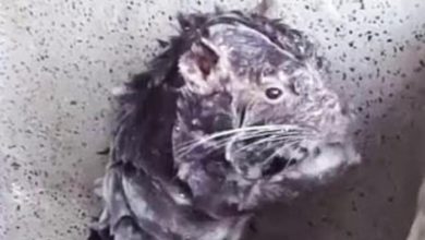 Il video virale del topolino che si lava con il sapone: ecco tutta la verità