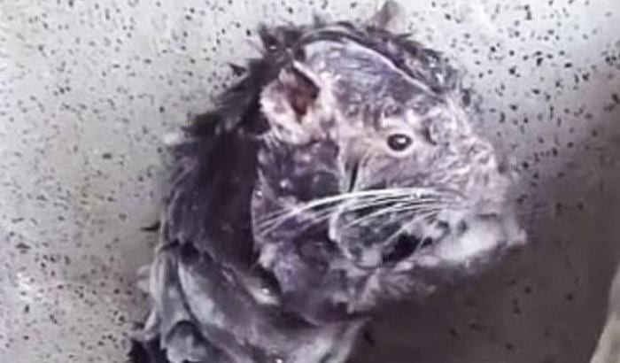 Il video virale del topolino che si lava con il sapone: ecco tutta la verità