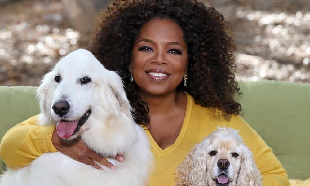 Oprah Winfrey presidente USA nel 2020? L'annuncio