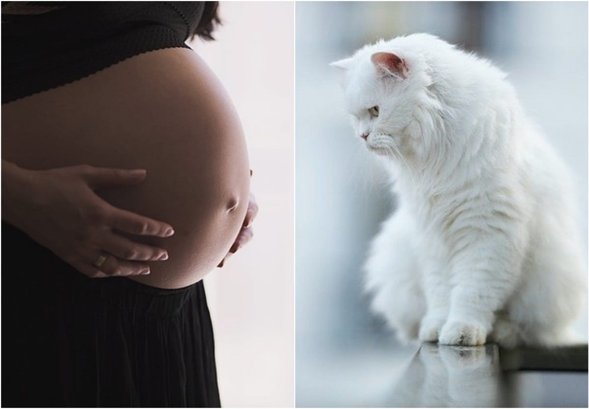 animali donna incinta
