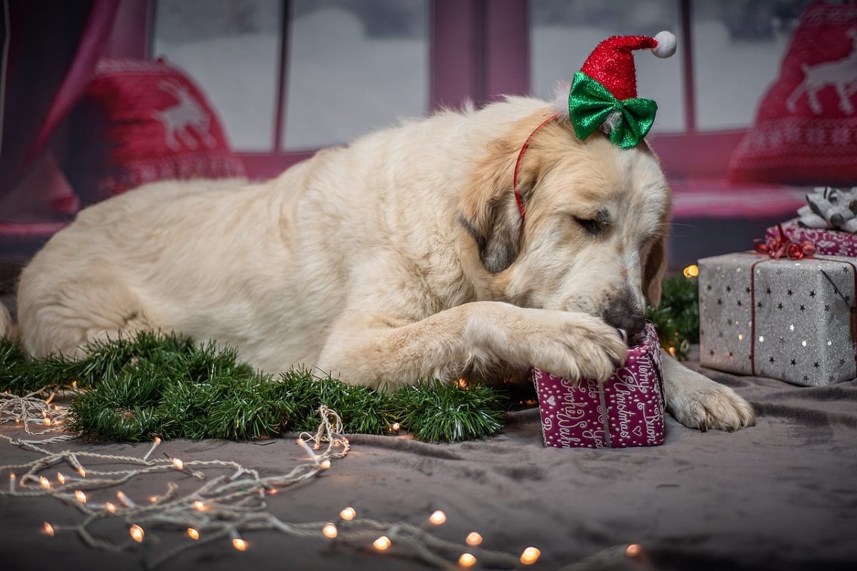 Cani Natale decorazioni pericolose