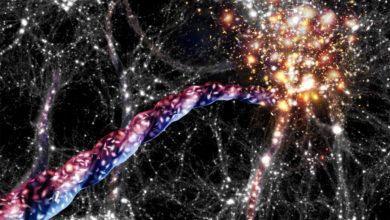 Galassie filamenti rotazione Universo