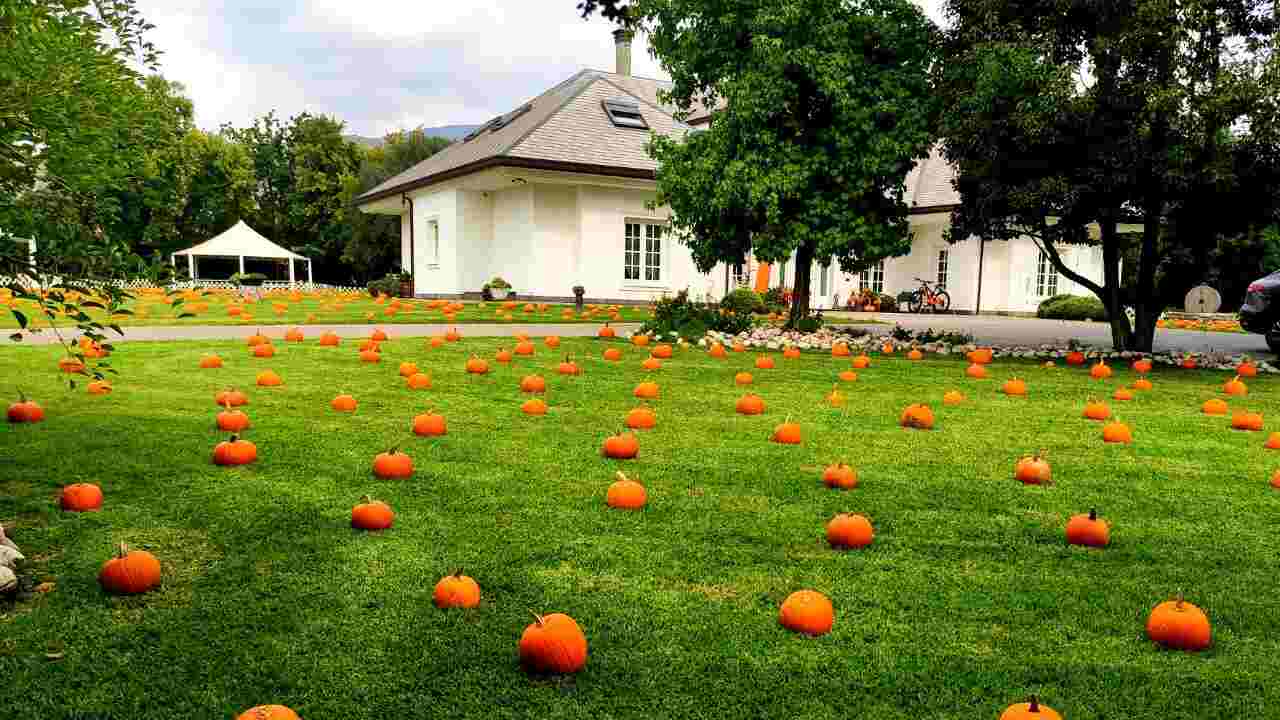 The pumpkin garden