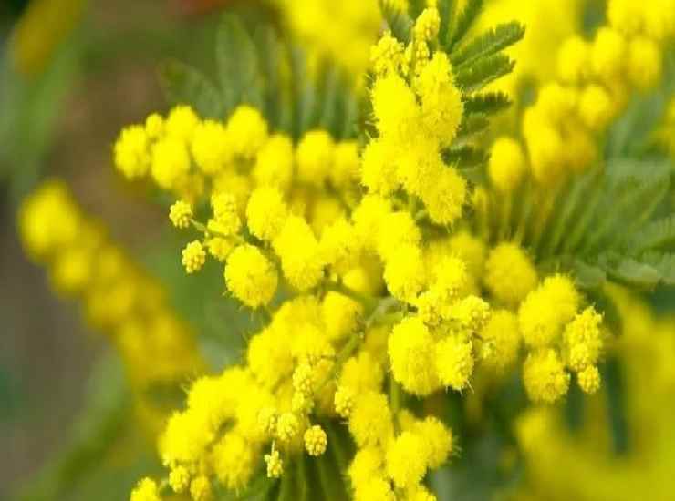 Festa della donna, ricerca