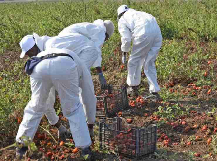 lavoratori immigrati campi pomodori