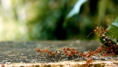 colonia di formiche