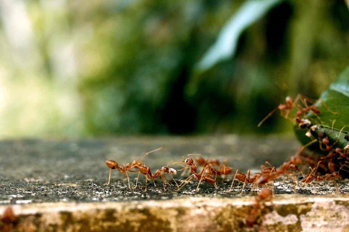 Perché le formiche si fingono morte?
