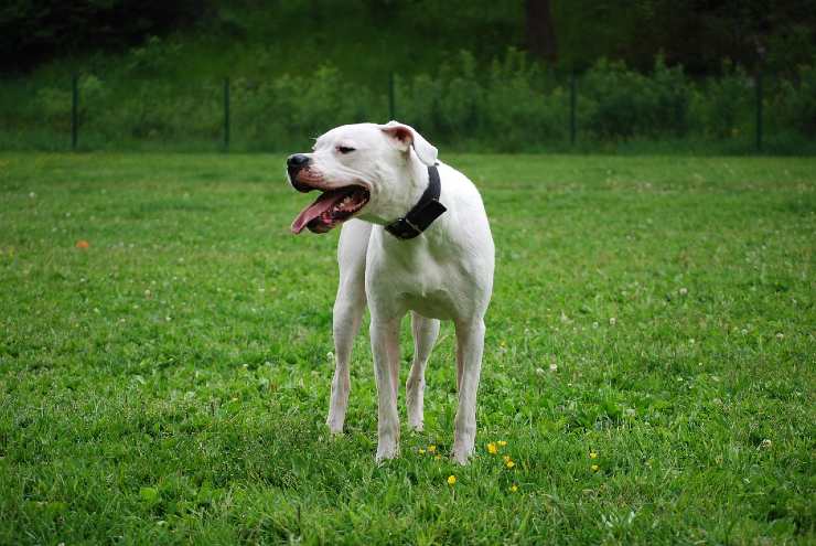 Cane Dogo argentino