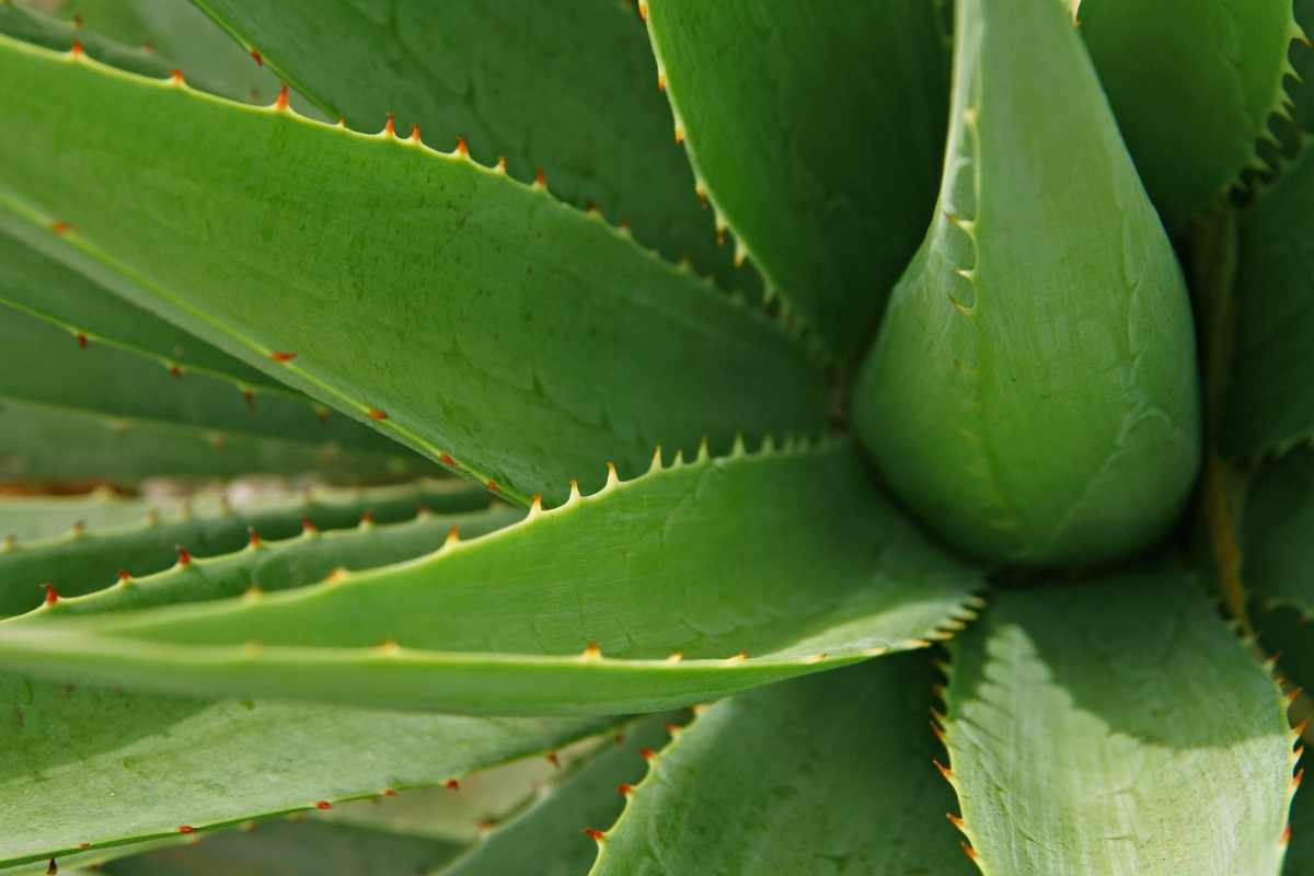 Pianta aloe vera