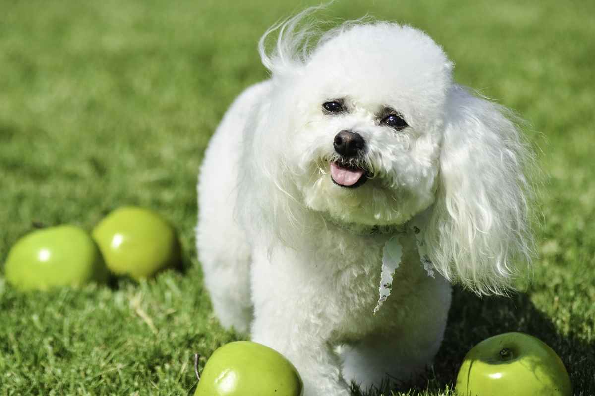 cane Bichon Frisé