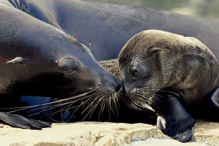 Mamma otaria e cucciolo