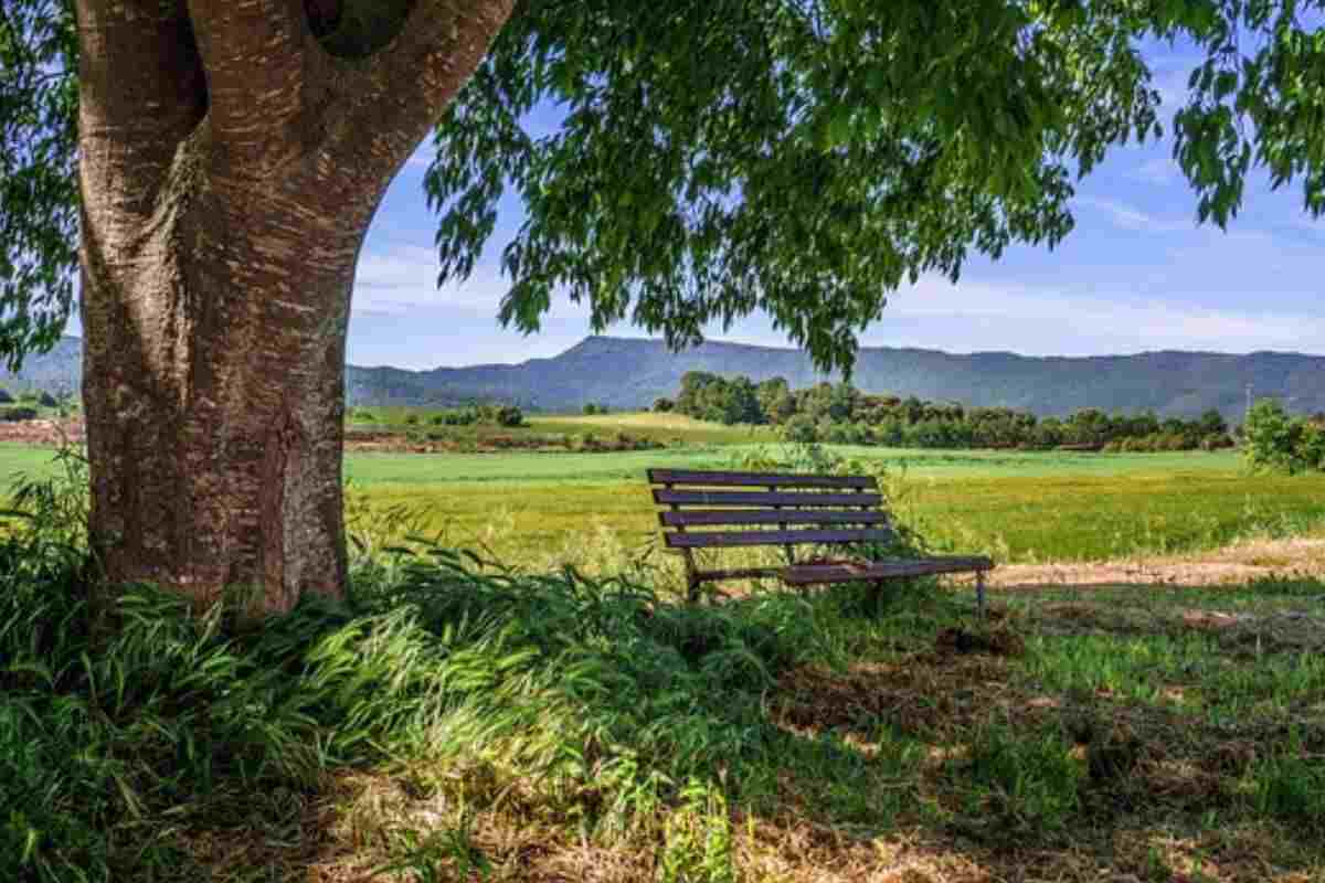 Ombra degli alberi