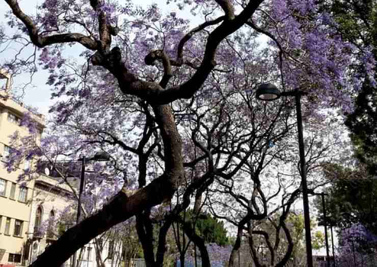 Albero di jacaranda