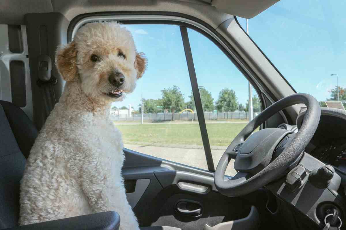 animali in auto