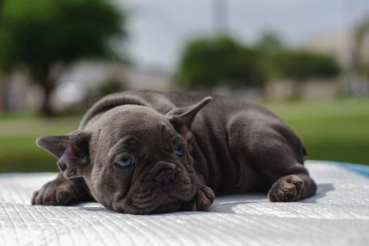 Cani e insolazione