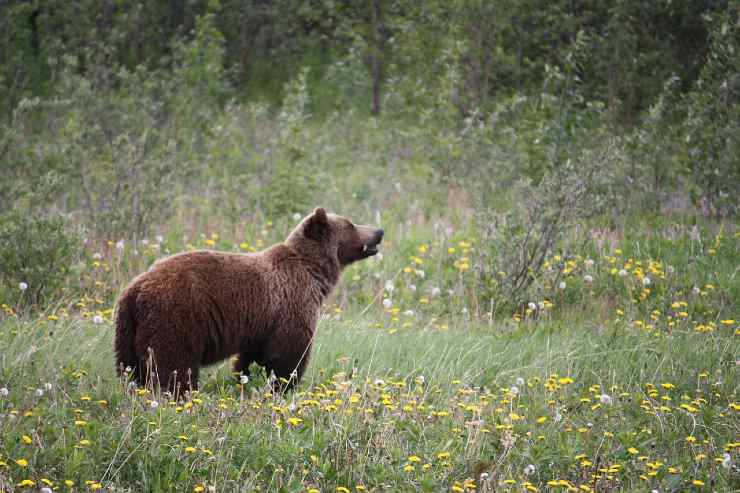 Orso