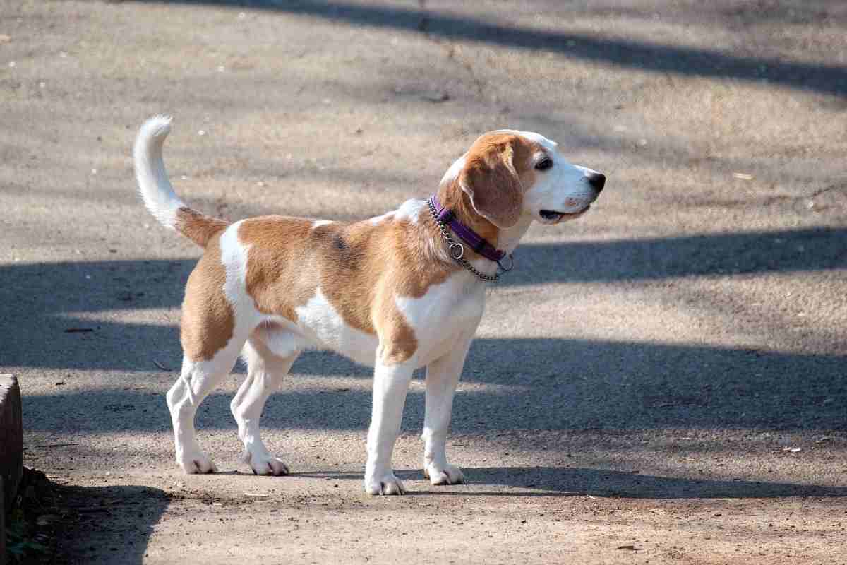 Cane e asfalto bollente