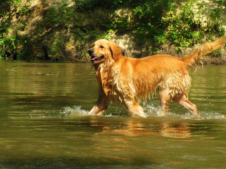 Cane in acqua