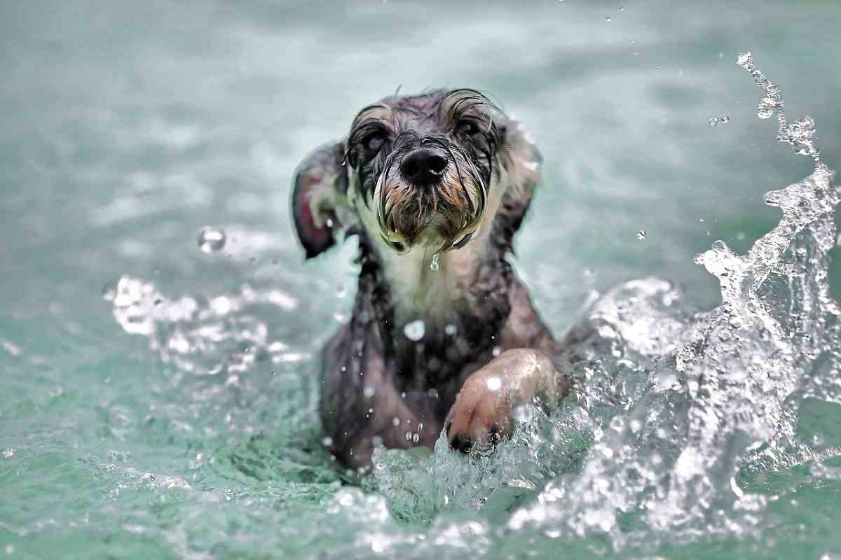 Cani al mare