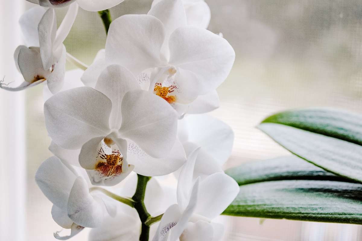 Orchidee