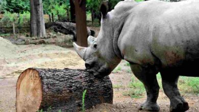 Giornata Mondiale del Rinoceronte
