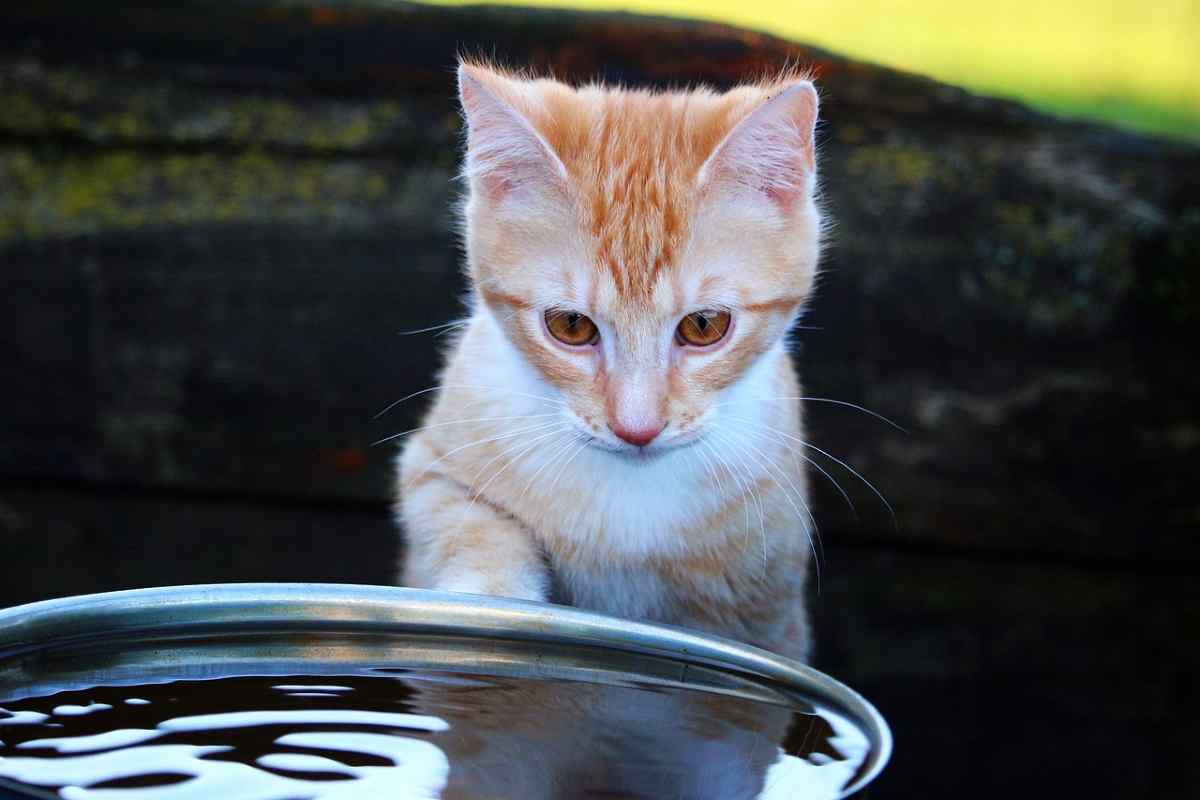 Gatti e paura dell'acqua