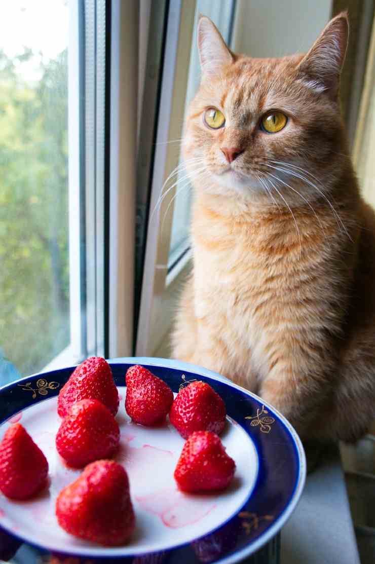 Gatto e fragole