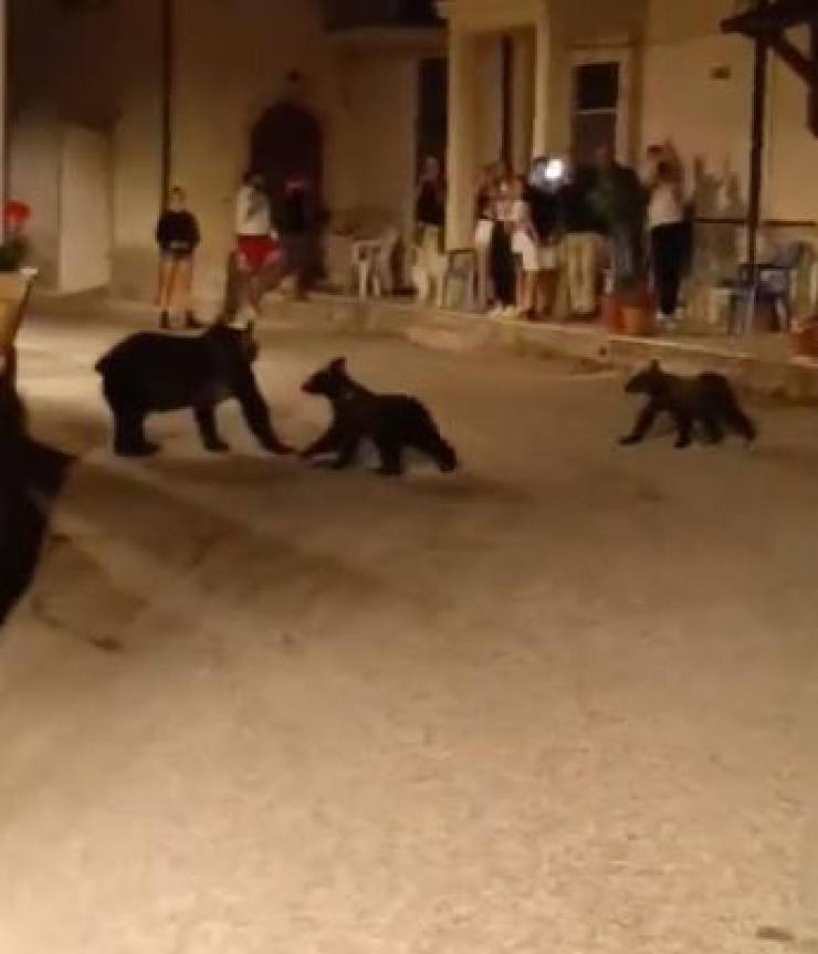 L'orsa Amarena e i suoi cuccioli 