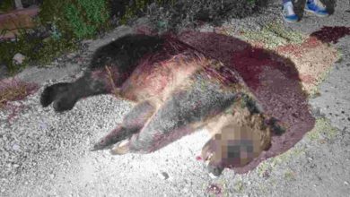 orsa amarena uccisa abruzzo