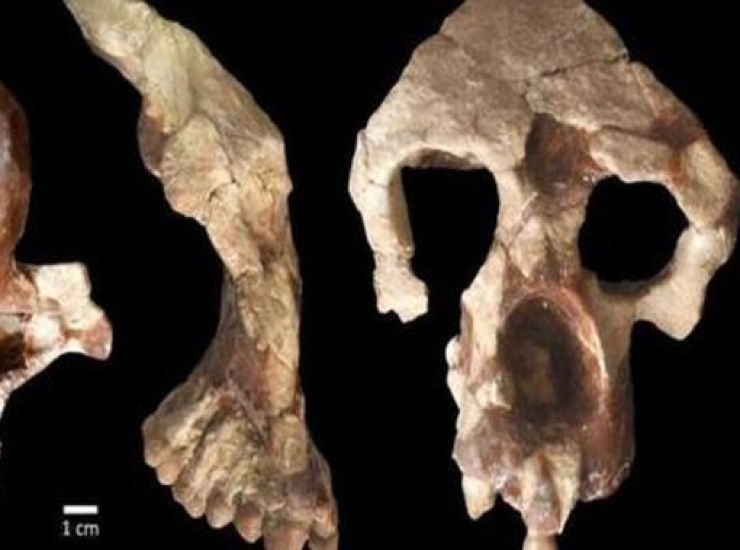 umanità ominidi fossili estinzione antenati