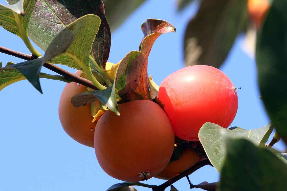 Ottobre, frutta e verdura