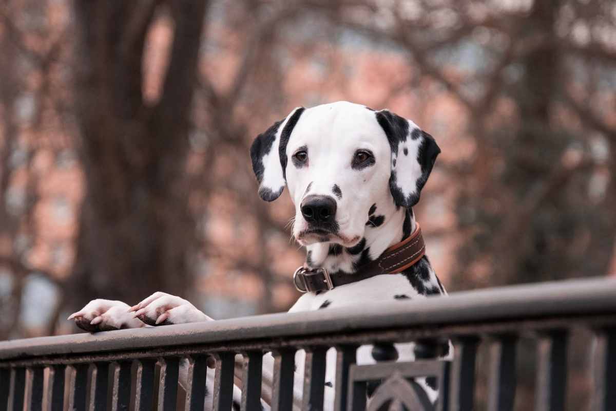 Cani e alimentazione