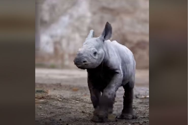 Cucciolo rinoceronte