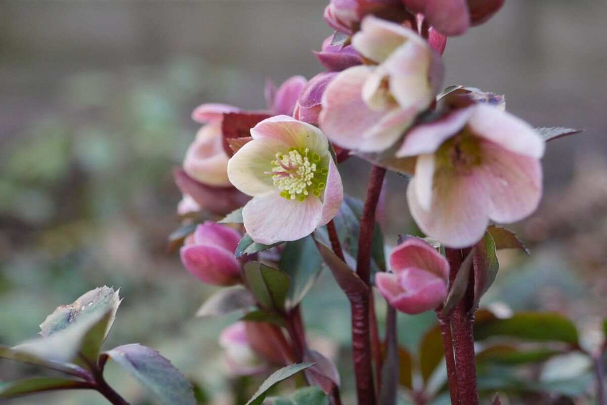 Fiori di Natale