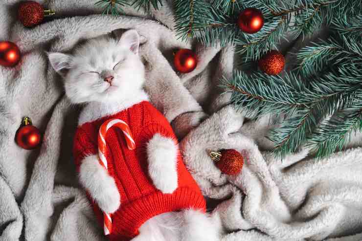 Gatto Natale