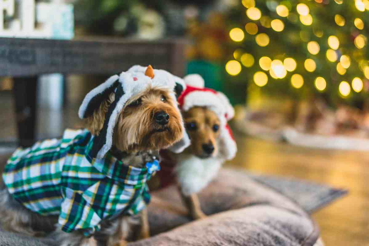Natale e animali