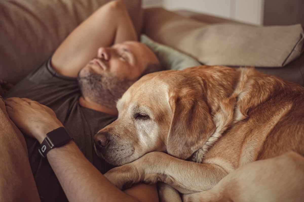 Cani e fedeltà