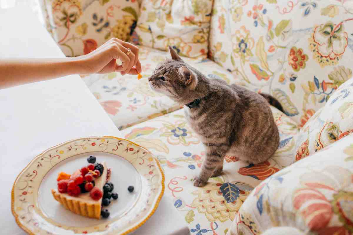 Gatti e dolci