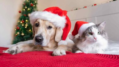 Piante Natale cani e gatti