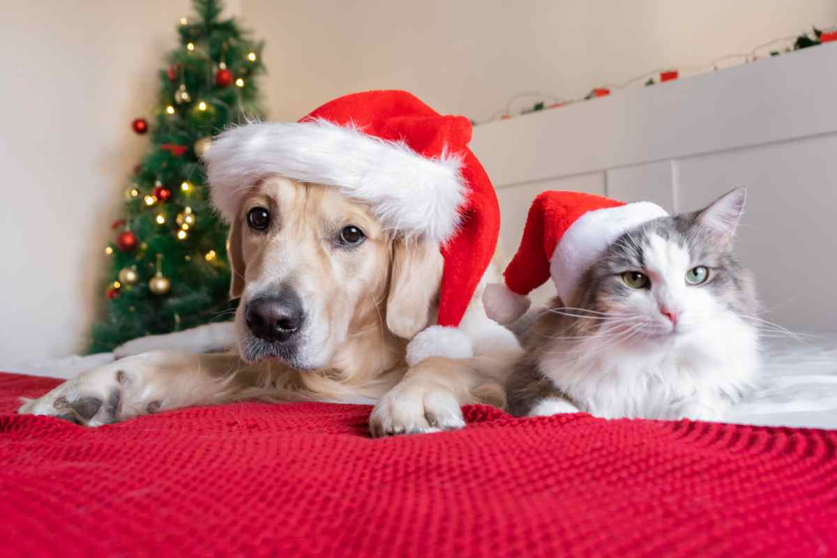 Piante Natale cani e gatti