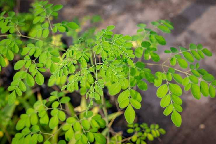 Moringa Oleifera