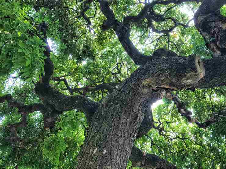 Prosopis Cineraria